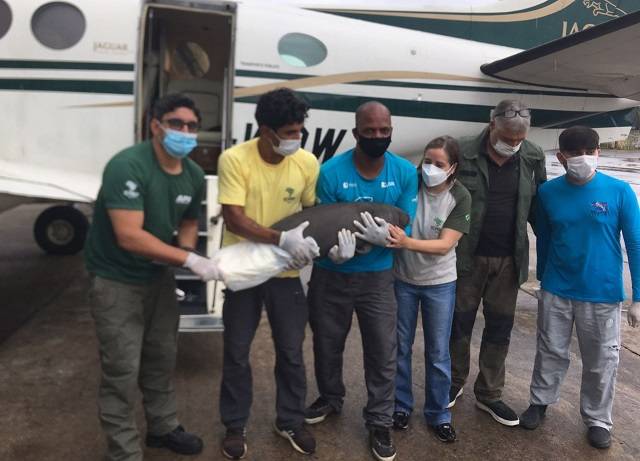 A filhote de peixe-boi Wind foi transportada de avião até Recife (PE)